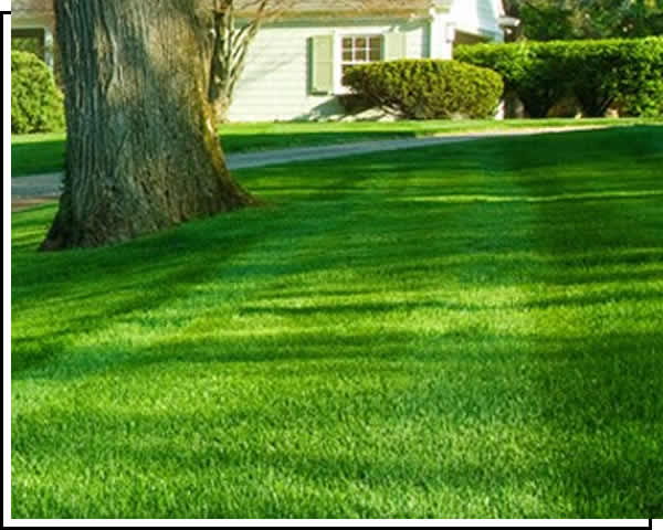 Lawn Mowing Services in Cedar Rapids